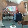 Why. BigHorse
